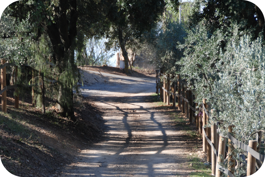 Notre oliveraie